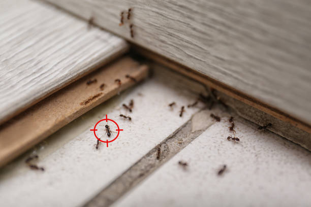 Best Affordable Pest Control Services  in Cameron, MO